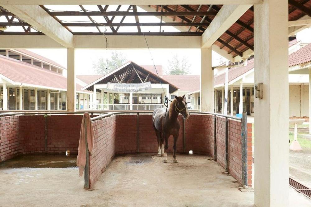 фото Terengganu Equestrian Resort