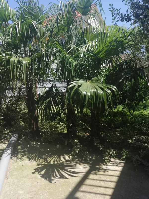 фото Пальмовый рай