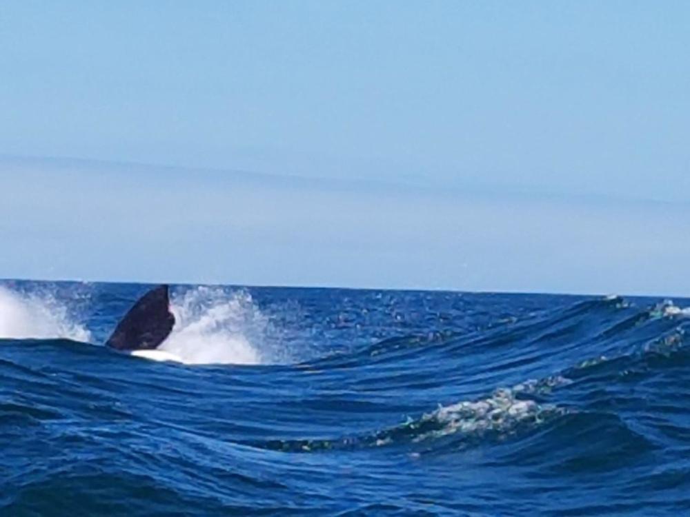фото Royal Whale Watching