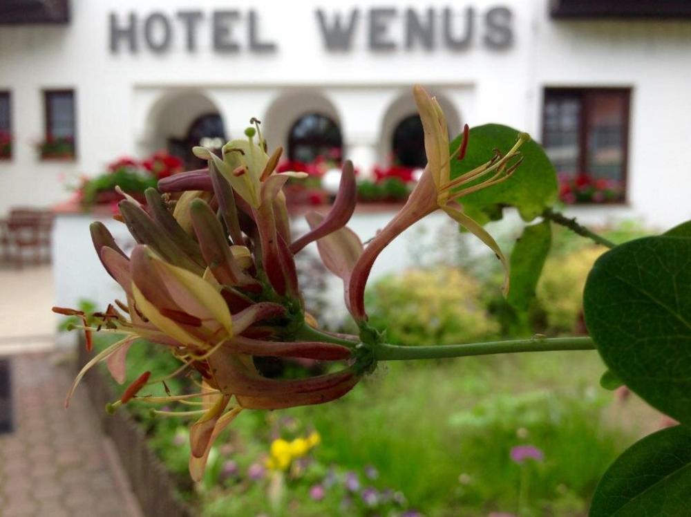 фото Hotel Wenus