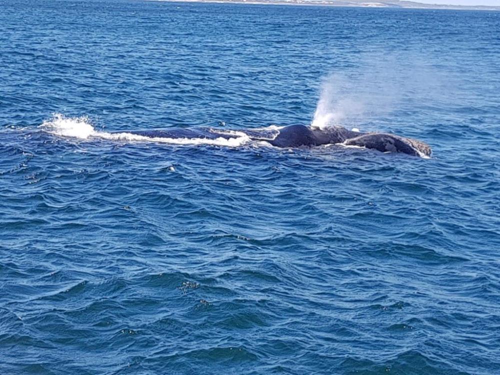 фото Royal Whale Watching