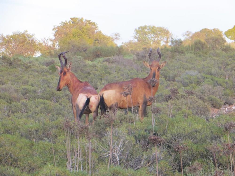 фото Rooiberg Safaris