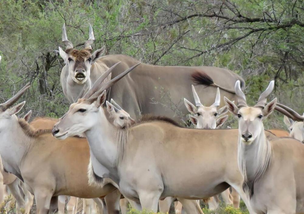фото Rooiberg Safaris