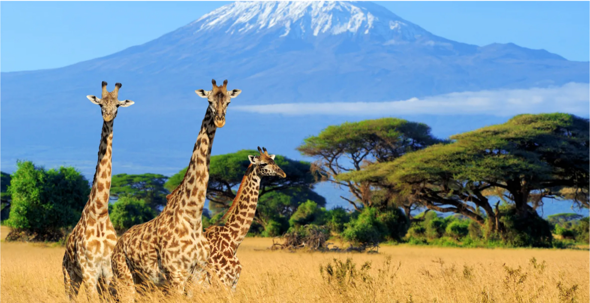 изображение для страны